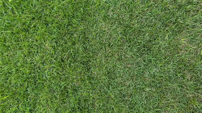 New Lawn Establishment in Amarillo, TX