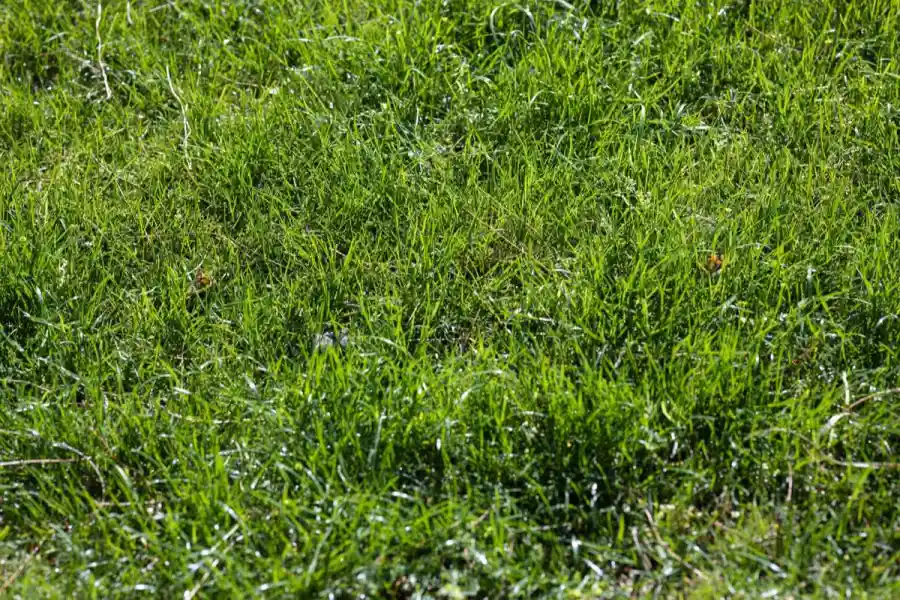 Freshly laid sod rooting into prepped soil in a Amarillo, TX backyard