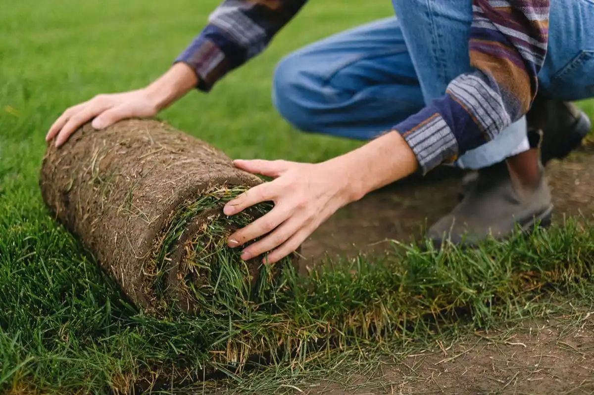 sod installation project in Amarillo, TX — 4